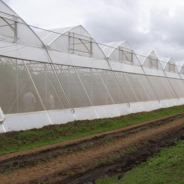Cheap Crop Protection Fine Mesh Net Anti Insect Net Pest Greenhouse Net for sale
