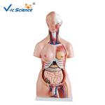 CE Human Torso Model For Medical Science Teaching Demonstration