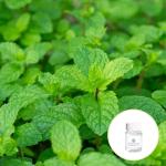 Cas 68917 18 0 Wholesale Bulk Peppermint Essential Oil For Cosmetics/Massage