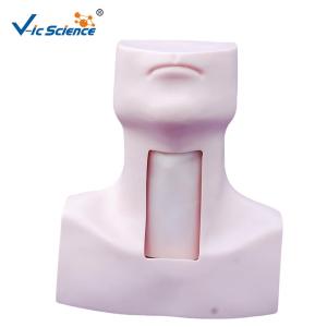Quality Doctors Tracheostomy Medical Manikins Simulators Model wholesale