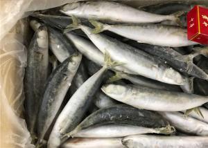 Quality Seafood Health High Protein 100g 120g Frozen Round Scad wholesale