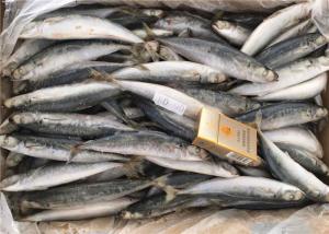 Quality 8pcs Frozen Fishing Bait wholesale