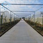 0.2mm film Standard Multi Span Greenhouse for Vegetable Fruits Flowers