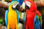 Animatronic Scarlet Macaw With Hairy , Life Size Models Of Animals