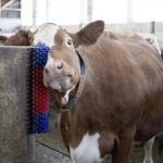 Spinning Livestock Scratching Brush Cow Cleaning Brush For Parasites