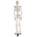 85cm Disarticulated Educational Skeleton Model For Medical Teaching