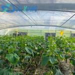 JX-H0068 Anti-Drip Technology Greenhouse for Flower and Tomato Customization