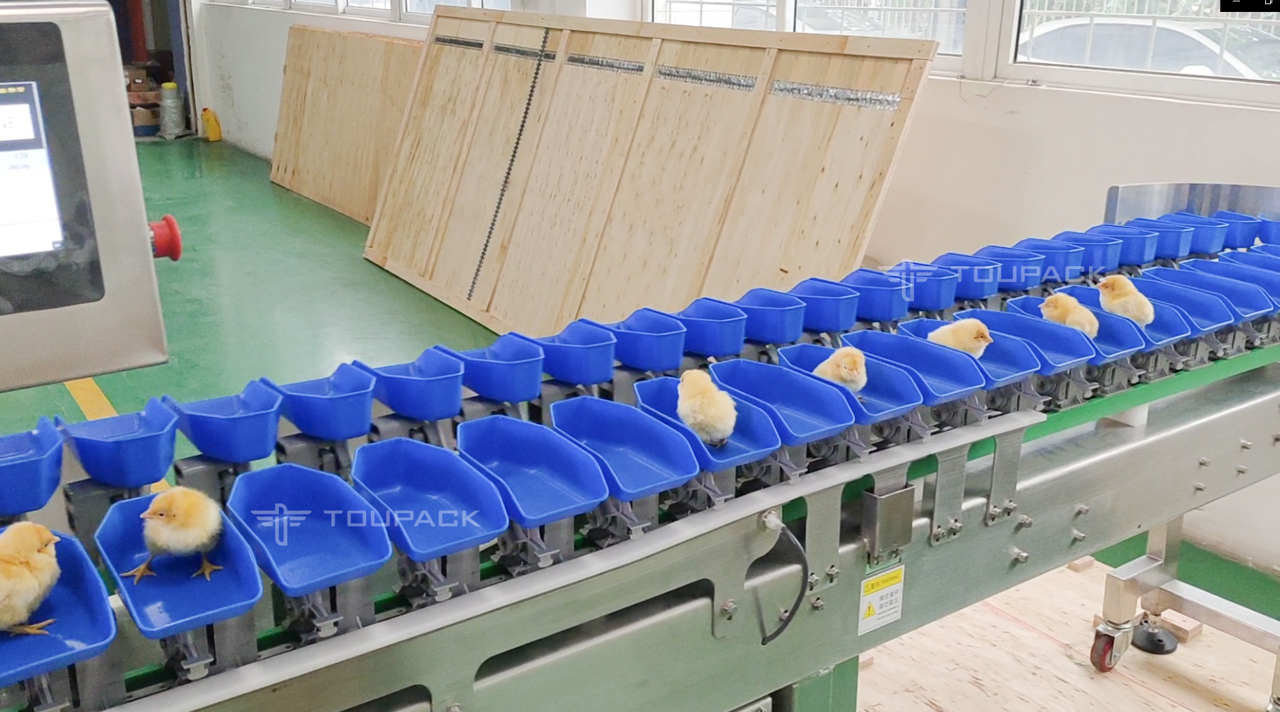 High Accuracy Australian Lobster Weight Sorting Machine 2 Level 6 Level Grading Machine