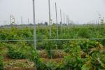 Pre Galvanized 54X30MM Steel Trellis System For Garden Plants Corrosion