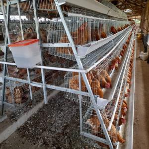 Quality Manual And Automatic Layer Chicken Steel Cage A Frame wholesale