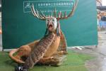 Outdoor Realistic Animatronic Dinosaur Interesting Brown Color Monster
