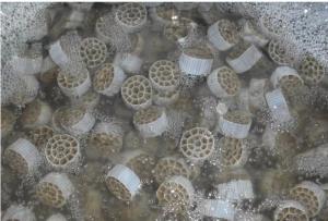 Quality Efficient Biofilm Carrier Treatment System For Longer Membrane wholesale