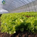 Sainpoly Commercial Hydroponic Greenhouse For Plant Growing Lettuce