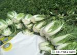 Big Size Fresh Chinese Cabbage Own Plantation Supply To Supermarket