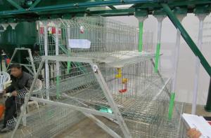 Quality Poultry Cages - Poultry Equipment and Poultry Exhaust Fans wholesale