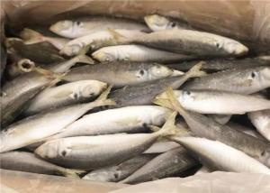 Quality Under 18 Degree Bulk 110g Horse Fresh Frozen Mackerel wholesale