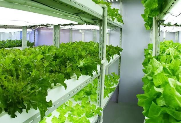 Vertical Farming Container Greenhouse with Substrate Culture System