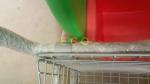 Rust free Children Kids Shopping Trolley / Shopping Cart For Kids