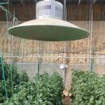 Samsung LED Type Full Spectrum Grow Light for Greenhouse 36w 45w 50w E27