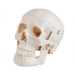 Studying PVC 21cm 1kg Human Skull Anatomy Model