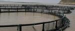 Floating PE100 Fishing Net Cage BSI For Tilapia