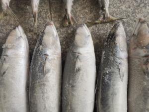 Quality Natural Color IQF BQF Frozen Pacific Mackerel Fish wholesale
