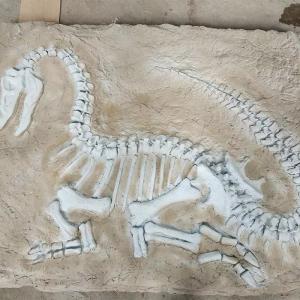Quality Life Size Dinosaur Replica , Dinosaur Replica Fossil For Business Activities wholesale
