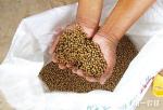 fish feed manufacturer fish food machine extruder plant