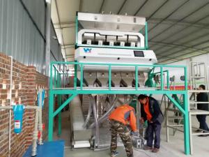 Quality Yellow Lentils Beans Color Sorter Taiwan Meanwell Power Source wholesale