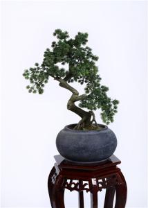 Quality Waterproof Bonsai Pine Tree Strong UV Resistance Podocarpus Macrophyllus wholesale