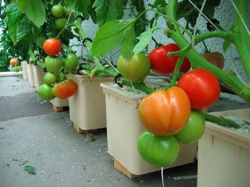 Industrial Greenhouse Hydroponic Vegetable Growing System with 11 liters Volume