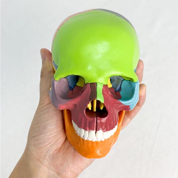 Verisimilitude Accurate Color Flexible Medical Dental Clinic Teaching Equipment