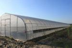 Gothic Structure Single Tunnel Greenhouse Hot Dip Galvanized Tube Frame