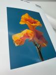 Pigment Dye Waterproof RC Inkjet 260gsm Silky Photo Paper Roll
