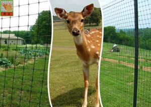 Quality Plastic Deer Fence Netting , Garden Deer Mesh Fencing 1.2 Meters Height wholesale