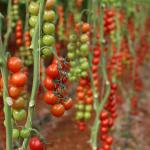 Tomato Plant Growth Tunnel Plastic Greenhouse Film Covering UV Treated