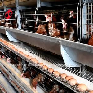 Quality Automatic Hdg Battery System Of Poultry Farming With Nipple Drinker Rose wholesale