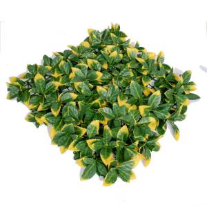 Quality Customized Plastic Plant Artificial Green Walls Enviromental Friendly wholesale