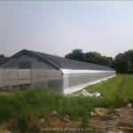 Cucumber Farming Small Agricultural Tunnel Greenhouse with Galvanized Steel