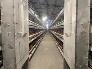 Quality Watering Feeding Poultry Raising Equipment Durable Layer Poultry Equipment wholesale