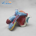 Medical Science Male Genital Organ 53cm Human Anatomical Model