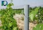 Agricultural Outdoor Tomato Trellis System , Steel Garden Post 1.8MM X 2.5M