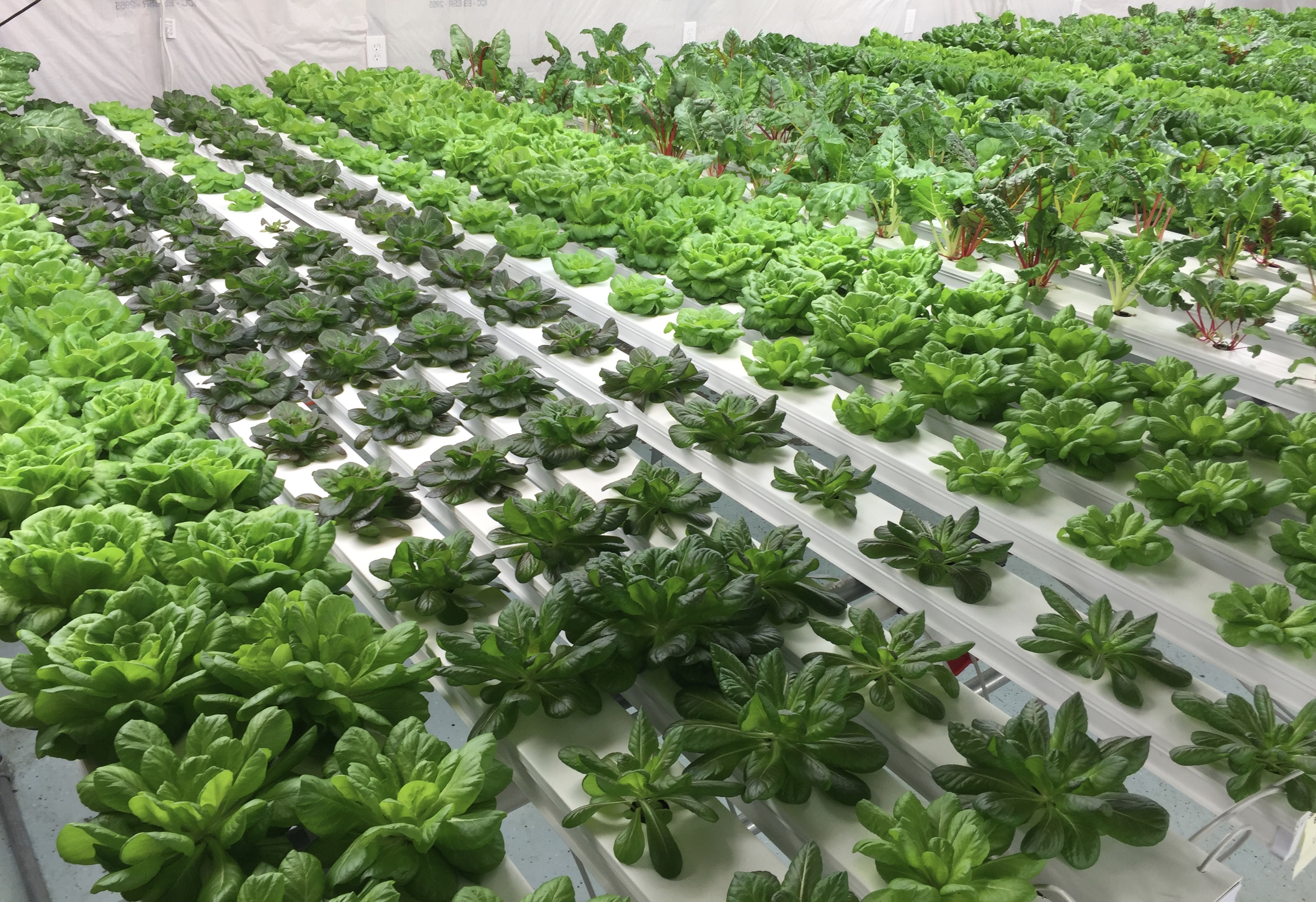 Square Rectangle Shape Hydroponic NFT Growing System Many Sizes and Full Raw Material