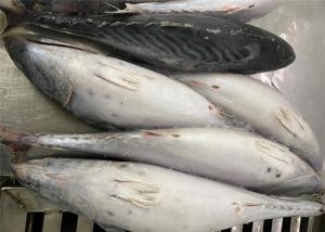 Quality Fresh 600g Three Point Frozen Bonito Fish For Canned wholesale