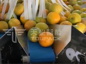 Quality PLC 5L Multihead Weigher Packing Machine for Agriculture Product wholesale