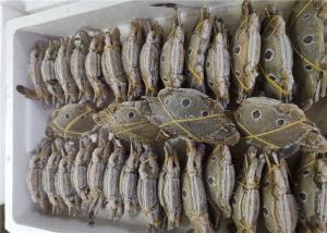 Quality Bulk 200g Three Spot Swimming Crab Fresh Frozen Seafood wholesale