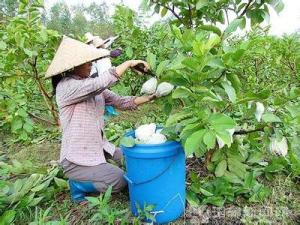 Quality Different Sizes Insect Against Protection Paper Guava Bag guava bag factory wholesale