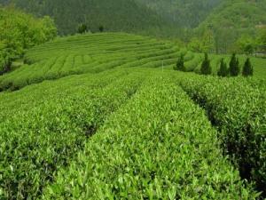 Quality top quality 100% pure natural tea polyphenol-- Gamelliasinensis O. Ktze wholesale