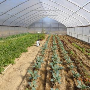 Quality BaoLiDa Covering Plastic Film Hot Galvanized Steel Greenhouse wholesale