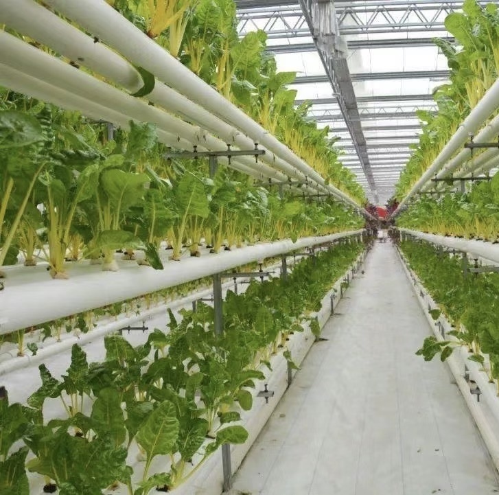 Multi-Span Tunnel Vegetable Production Greenhouse